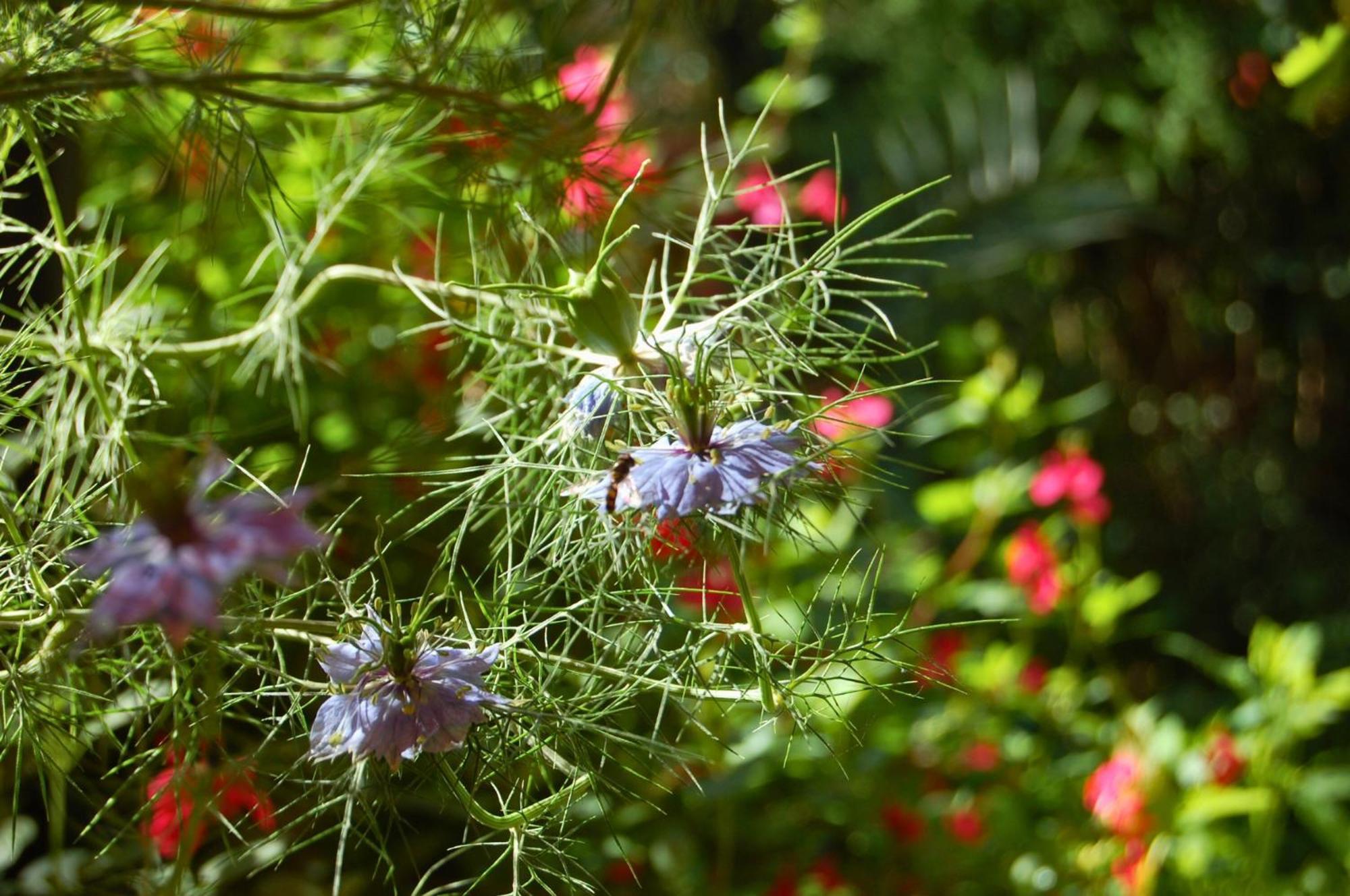 Bed & Breakfast La Bucolique, Et Jardin D'hotes Sabran